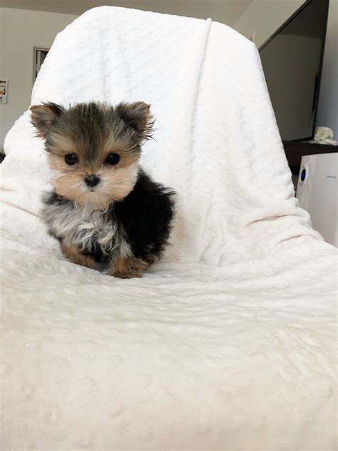 Micro teacup yorkie yorkshire terrier puppy for sale california los angeles | iHeartTeacups