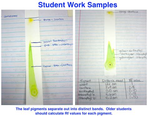 👍 Spinach chromatography lab. Separation of Pigments from the Extract of Spinach Leaves by Paper ...