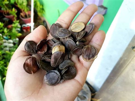 Night Flowering Jasmine Seeds Nyctanthes arbor-tristis | Etsy