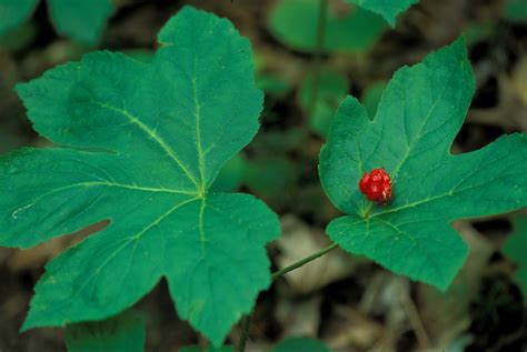 Kentucky Native Plant and Wildlife: Plant of the Week: Goldenseal (Hydrastis canadensis)