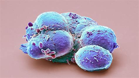 Embryonic Stem Cells - Biology Simple