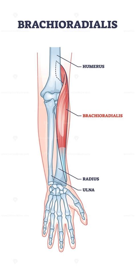 Brachioradialis muscle medical location with anatomical bones outline ...