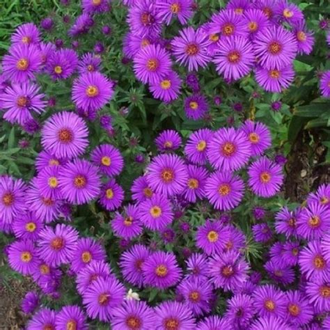 New England Aster Seeds | Flower Seeds in Packets & Bulk | Eden Brothers