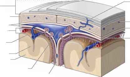 Dura Mater - Anatomy - Mitch Medical Healthcare