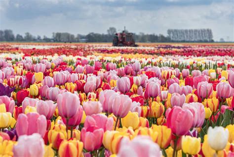 Tulip Gardens Across the Netherlands Have Opened for the Season — See the Blooms