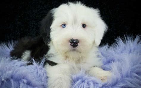 Bobtail Puppies Breed information & Puppies for Sale