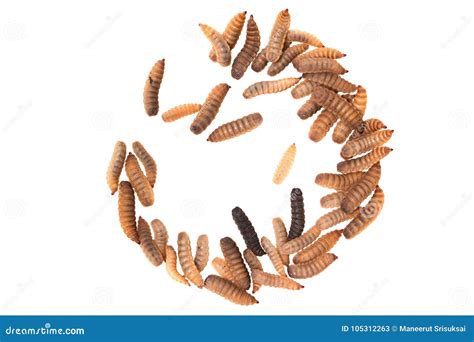 Black Soldier Fly Larvae Isolated on White Background Stock Image - Image of larvae, field ...