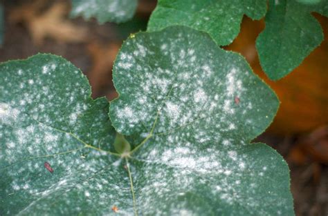 Organic Ways to Kill and Prevent White Powdery Mildew - Dengarden