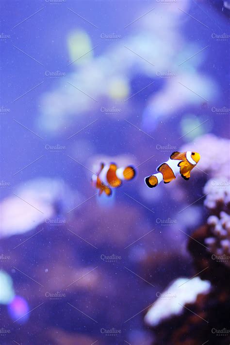 clownfish in marine aquarium | High-Quality Nature Stock Photos ~ Creative Market