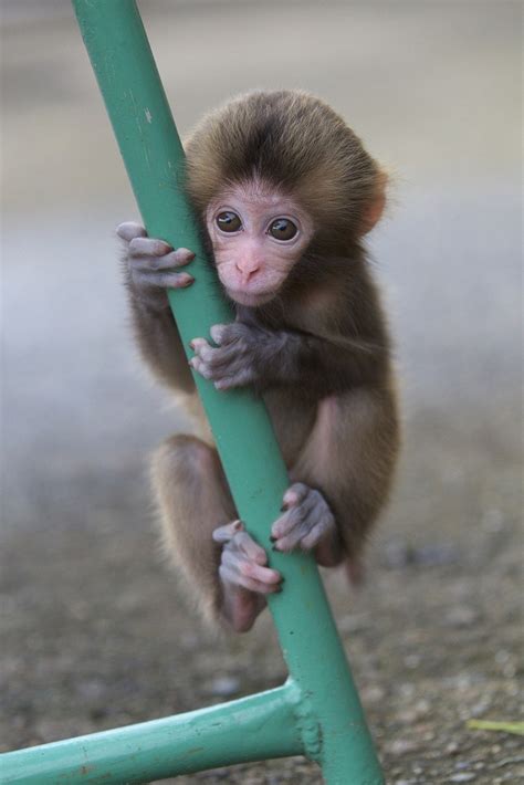 1000+ images about Cute as a Spider Monkey on Pinterest | Sock monkeys ...