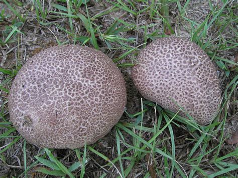 Calvatia cyathiformis - Alchetron, The Free Social Encyclopedia