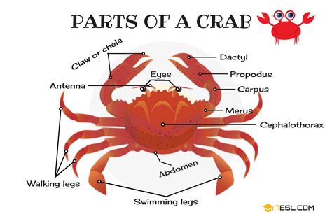 Parties d'un crabe : Anatomie utile du crabe avec des images - 7ESL ...