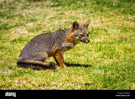 Island Fox (Urocyon littoralis), Santa Cruz Island, Channel Islands ...