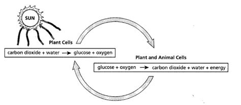 Photosynthesis, Respiration & Interdependence - Maggie's Science Connection