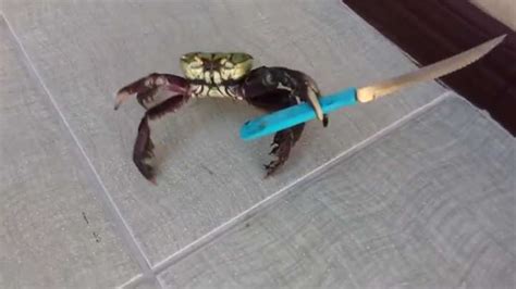 "crab" Meme Templates - Imgflip