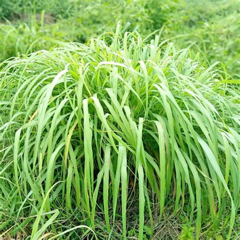 Citronella Grass (Cymbopogon nardus) - Garden Center Point