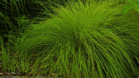 Prairie Dropseed (Sporobolus heterolepsis) Grasses, Prairie, Herbs, Backyard, Lawn, Patio, Grass ...