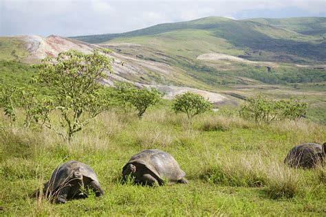 Giant Tortoises Migrate Unpredictably in the Face of Climate Change – Ecotone | News and Views ...