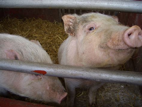 Porcine Reproductive And Respiratory Syndrome; Blue-Eared Pig Disease ...