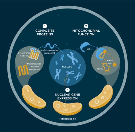 Infographic: How the Mitochondrial and Nuclear Genomes Interact ...