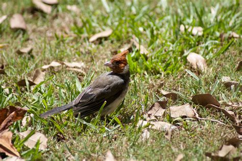 Hawaiian Cardinal: I captured this cardinal at the Foster Botanical Gardens in downtown Honolulu ...