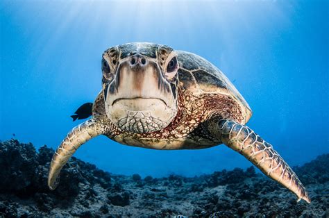 Greg Lecoeur Underwater and Wildlife Photography | Chelonia mydas