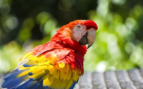 Macaw Parrot Wallpaper (67+ images)