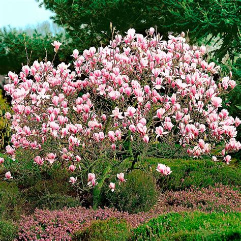 Buy ornamental shrubs now Magnolie Magnolia soulangeana Pink - Hardy plant | Bakker.com