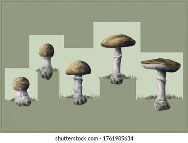 Growth Phases Mushroom Stock Illustration 1761985634 | Shutterstock