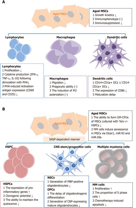 Senescent mesenchymal stem/stromal cells and restoring their cellular functions