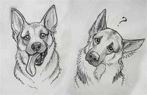 German Shepherd - Drawing Skill