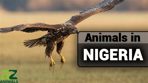 Animals in Nigeria - A Guide To Types of Nigerian Animals - YouTube