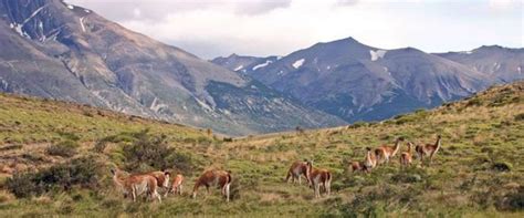 Top 10 Largest Grasslands in The World