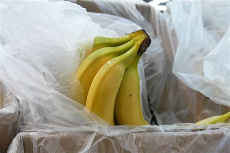 Banana Harvesting 101: The Ultimate Guide to Picking, Storing, and Ripening Your Fruit
