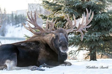 Alaskan Moose | Animals wild, Moose pics, Moose pictures