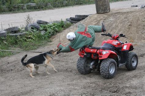 Protection Dog Training