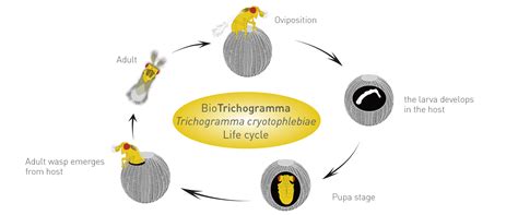 Trichogramma life cycle - BioBee Canada