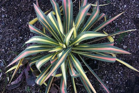 Yucca filamentosa 'Color Guard' | 'Color Guard' Yucca | Shades of Green ...