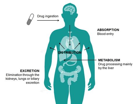 2 Pharmacokinetics - Bank2home.com