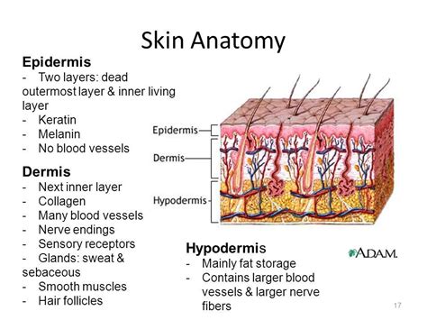 Image result for epidermis dermis hypodermis | Anatomy, Keratin, Skin ...