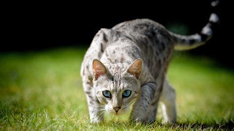 Wallpaper Blue eyes cat front view, grass 2880x1800 Picture, Image