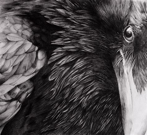 Raven - Pencil drawing on Behance