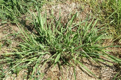 Dallisgrass Weed Control - How to Get Rid of Dallisgrass