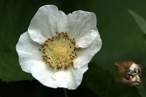 Thimbleberry - Flowers of Rainier