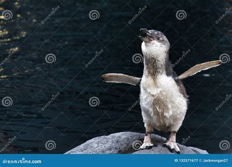 Blue Penguin from New Zealand Stock Image - Image of water, penguin ...