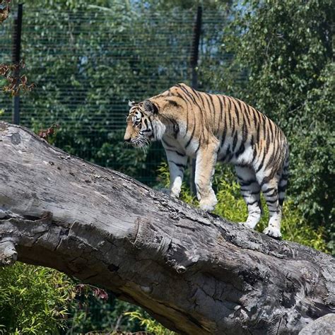 Tayto Park zoo Ireland | Ireland Before You Die