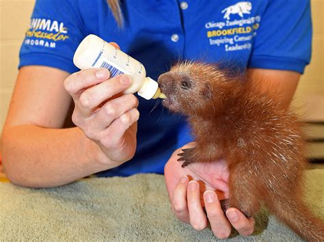 Baby Porcupine is First of its Kind Born at Brookfield Zoo | Chicago News | WTTW