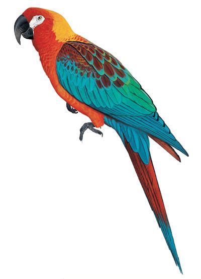 Cuban Macaw (Ara tricolor) Extinct bird species | Macaw, Birds ...