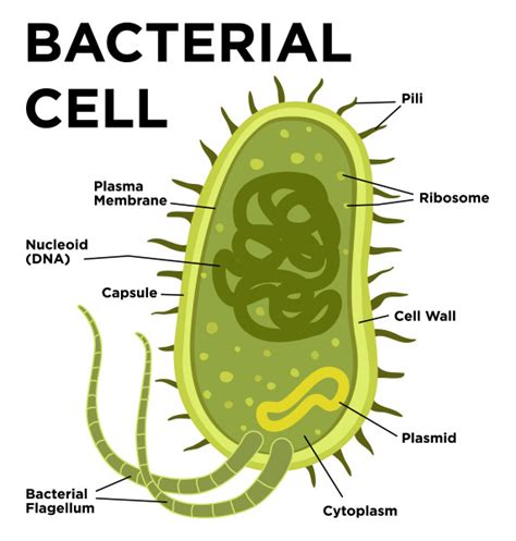 Overview Of Cell Biology - GeeksforGeeks