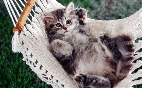 Chilling Cat | Full HD Desktop Wallpapers 1080p